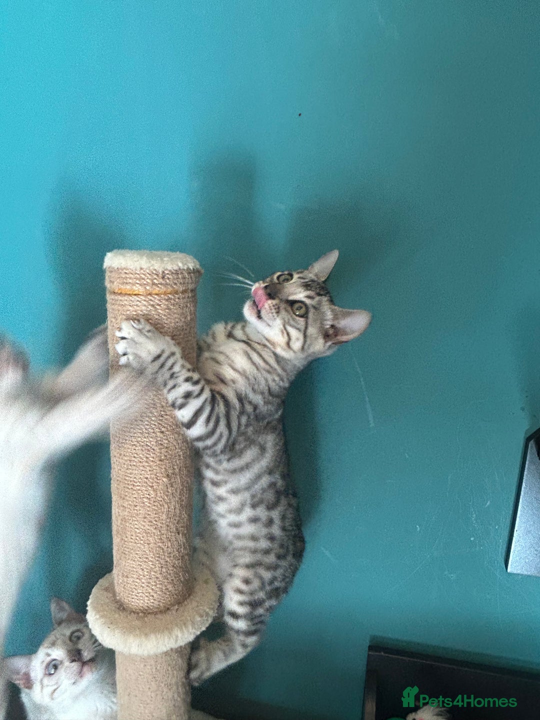 Bengal cats for sale: Two incredibly friendly TICA reg kittens  in Darwen - Image 22