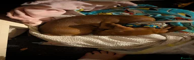 Miniature Dachshund Puppy 2