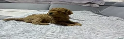 Poochon dogs for sale: F1B PUPPIES POOCHON CROSS TOY POODLE in Swansea - Advert 14