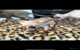 Sphynx cats for sale: canadian sphynx for sale  - Advert 29