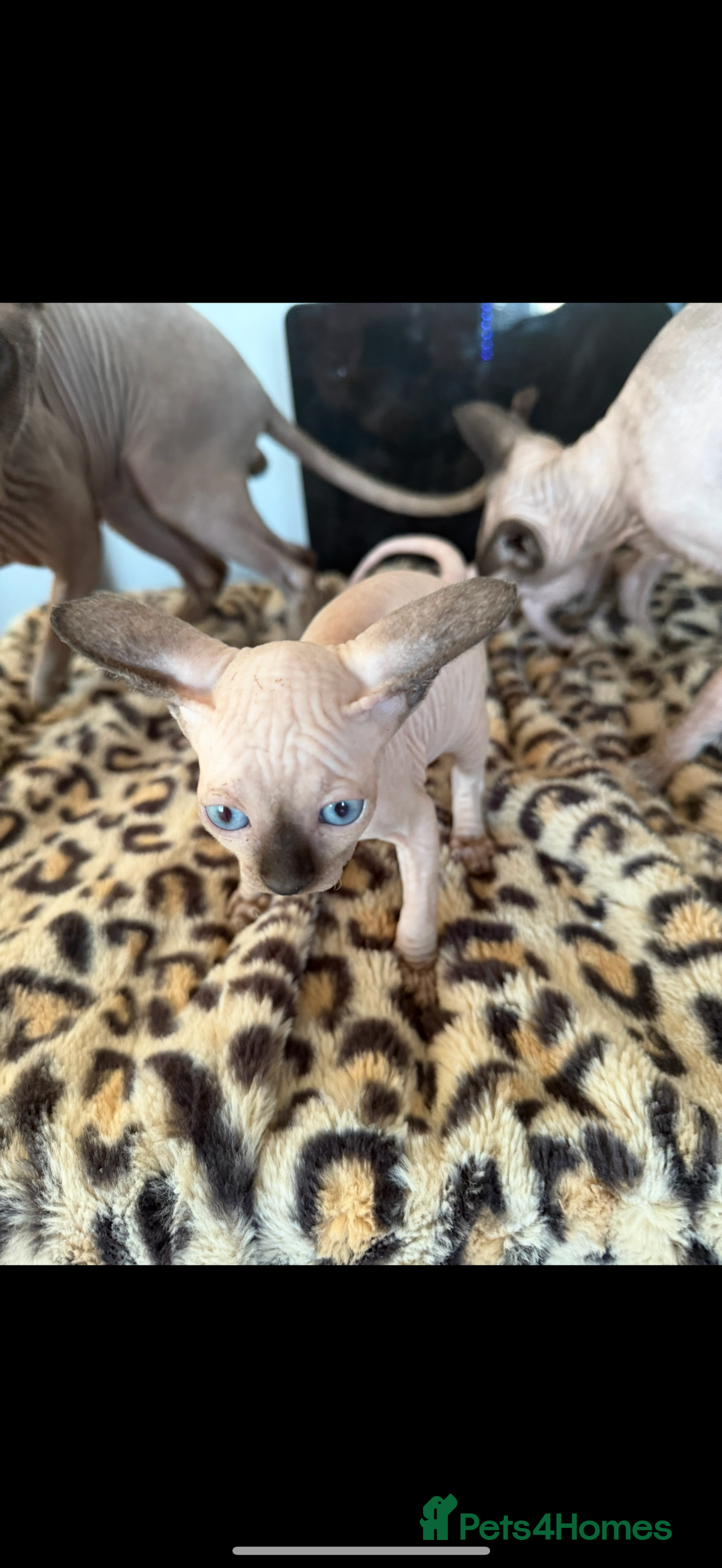 Sphynx cats for sale: canadian sphynx for sale  - Advert 29