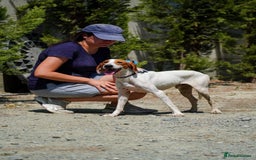 Mixed Breed dogs for adoption: FABIAN - 15 mth old, Male, Pointer type - Image 3