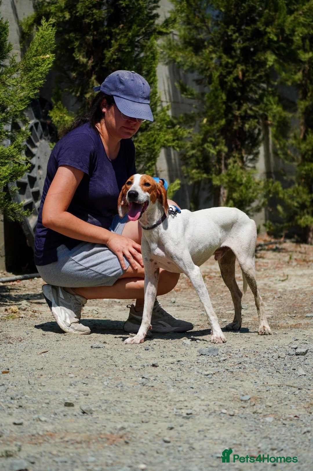 Mixed Breed dogs for adoption: FABIAN - 15 mth old, Male, Pointer type - Image 3