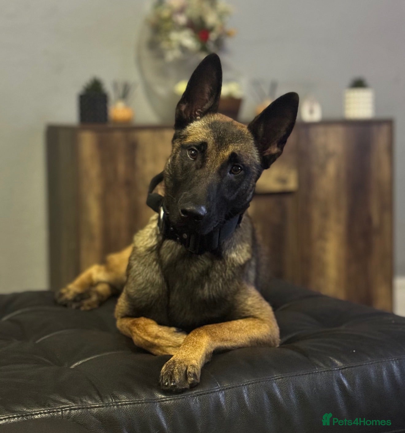 Belgian Shepherd Dog dogs Belgium Malinois - Advert 1