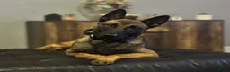 Belgian Shepherd Dog dogs for sale: Belgium Malinois - Advert 1