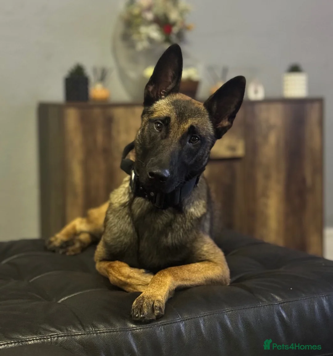 Belgian Shepherd Dog dogs for sale: Belgium Malinois - Advert 1