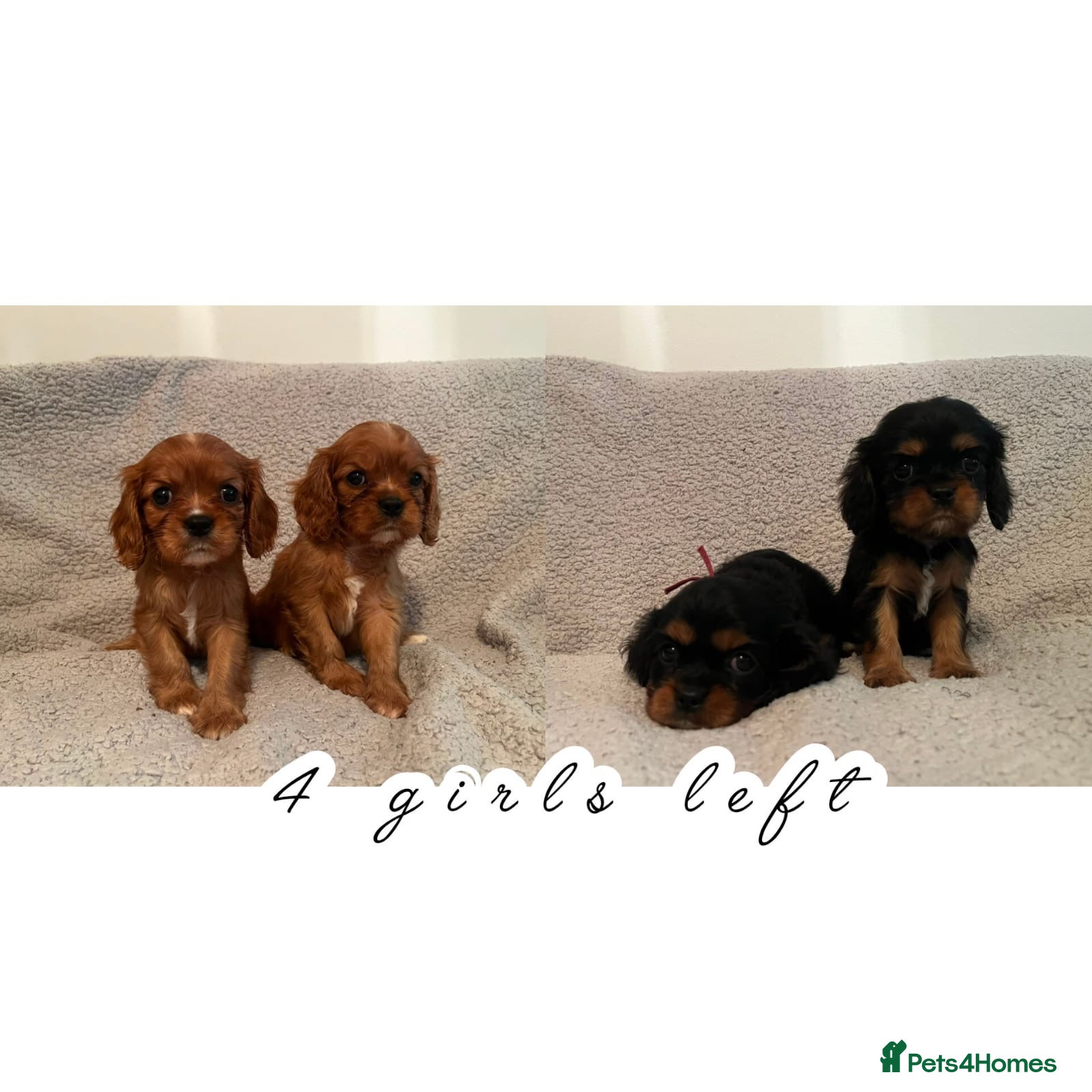 Cavalier King Charles Spaniel dogs 4 girls cavalier King Charles spaniels  - Advert 6