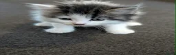 Mixed Breed cats for sale: Fluffy Kittens ✨  in Nottingham - Advert 2