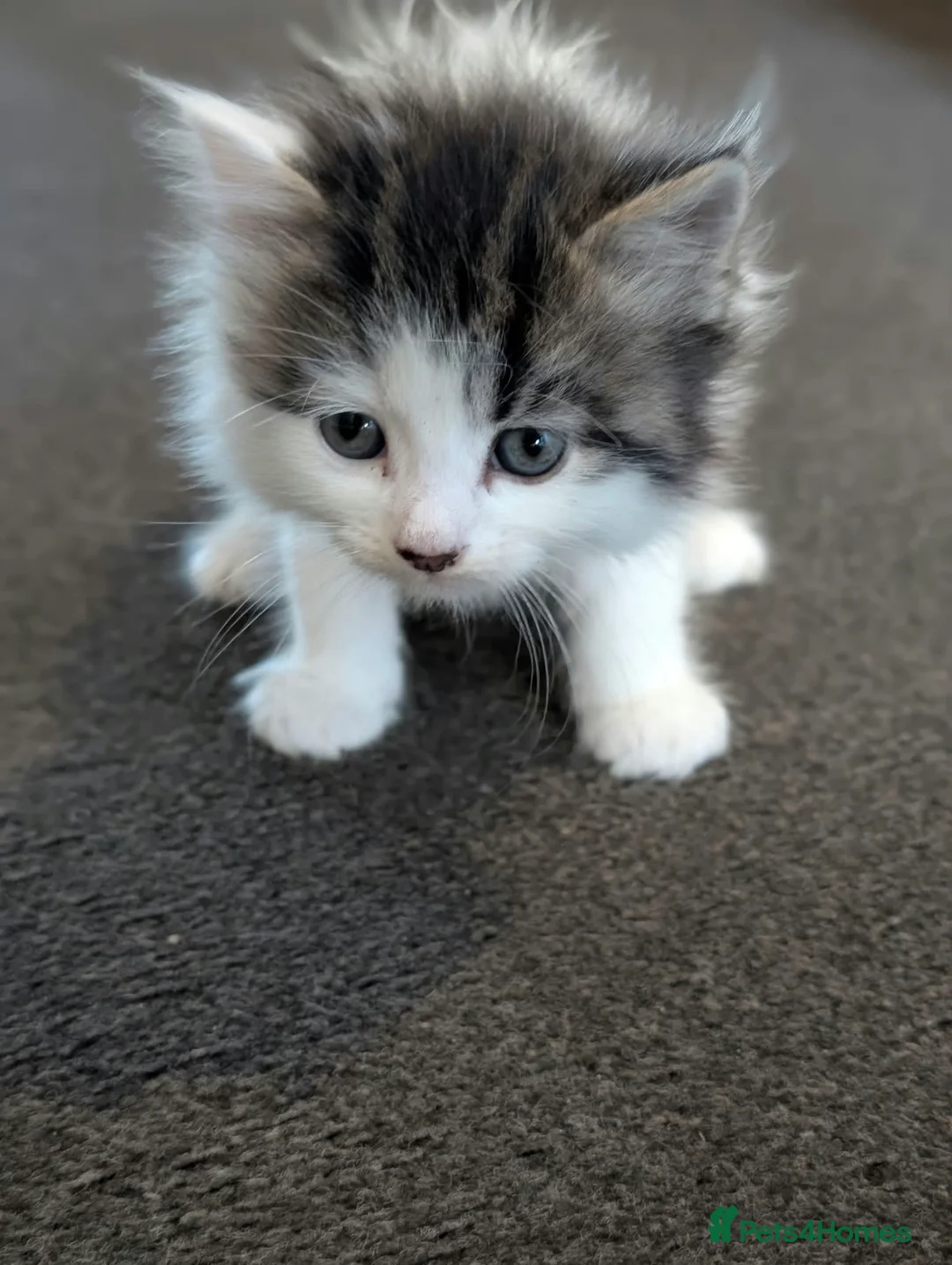 Mixed Breed cats for sale: Fluffy Kittens ✨  in Nottingham - Advert 2