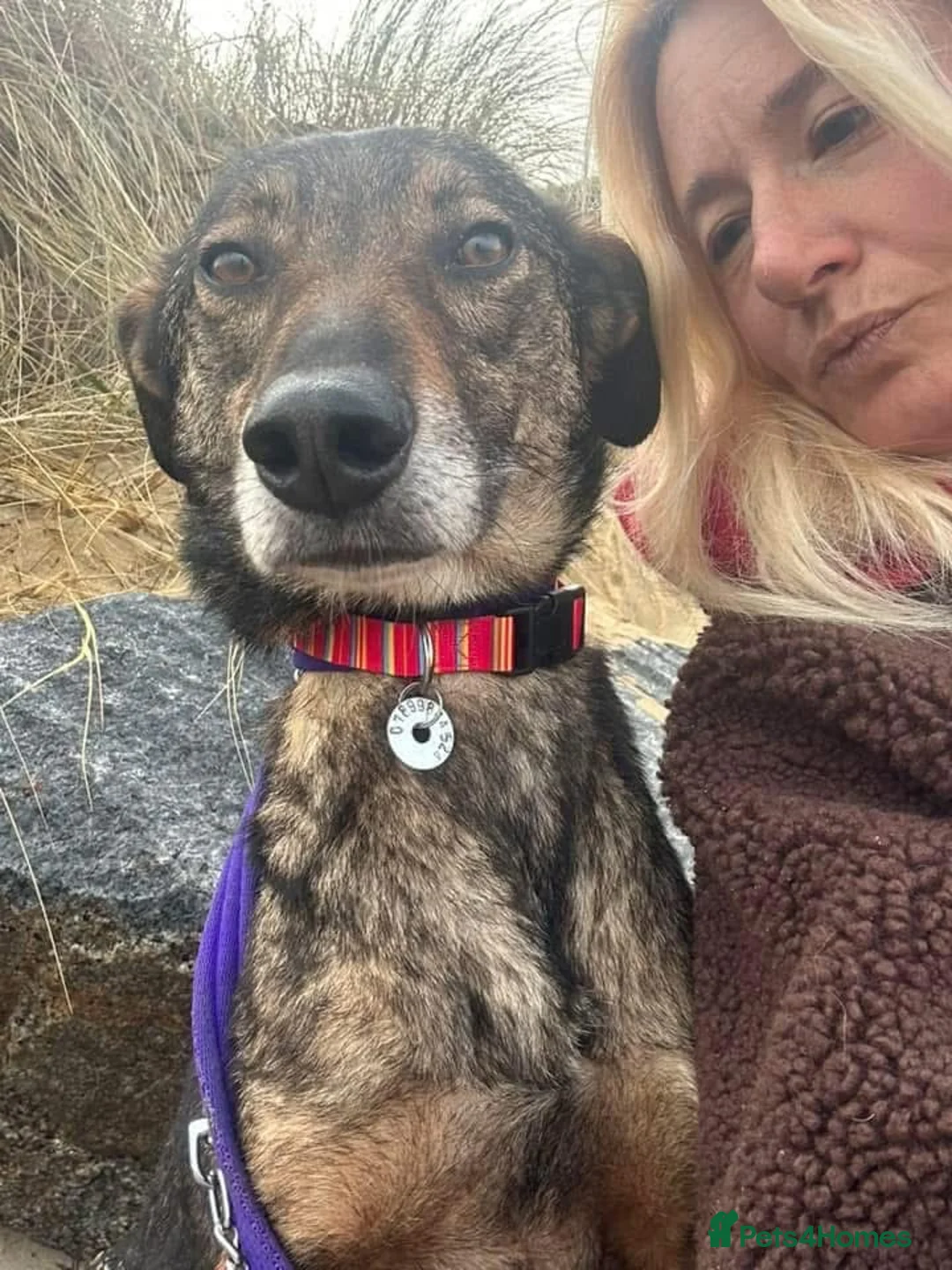 Mixed Breed dogs for adoption: Elsie - Norwich Norfolk  in Norwich - Advert 4