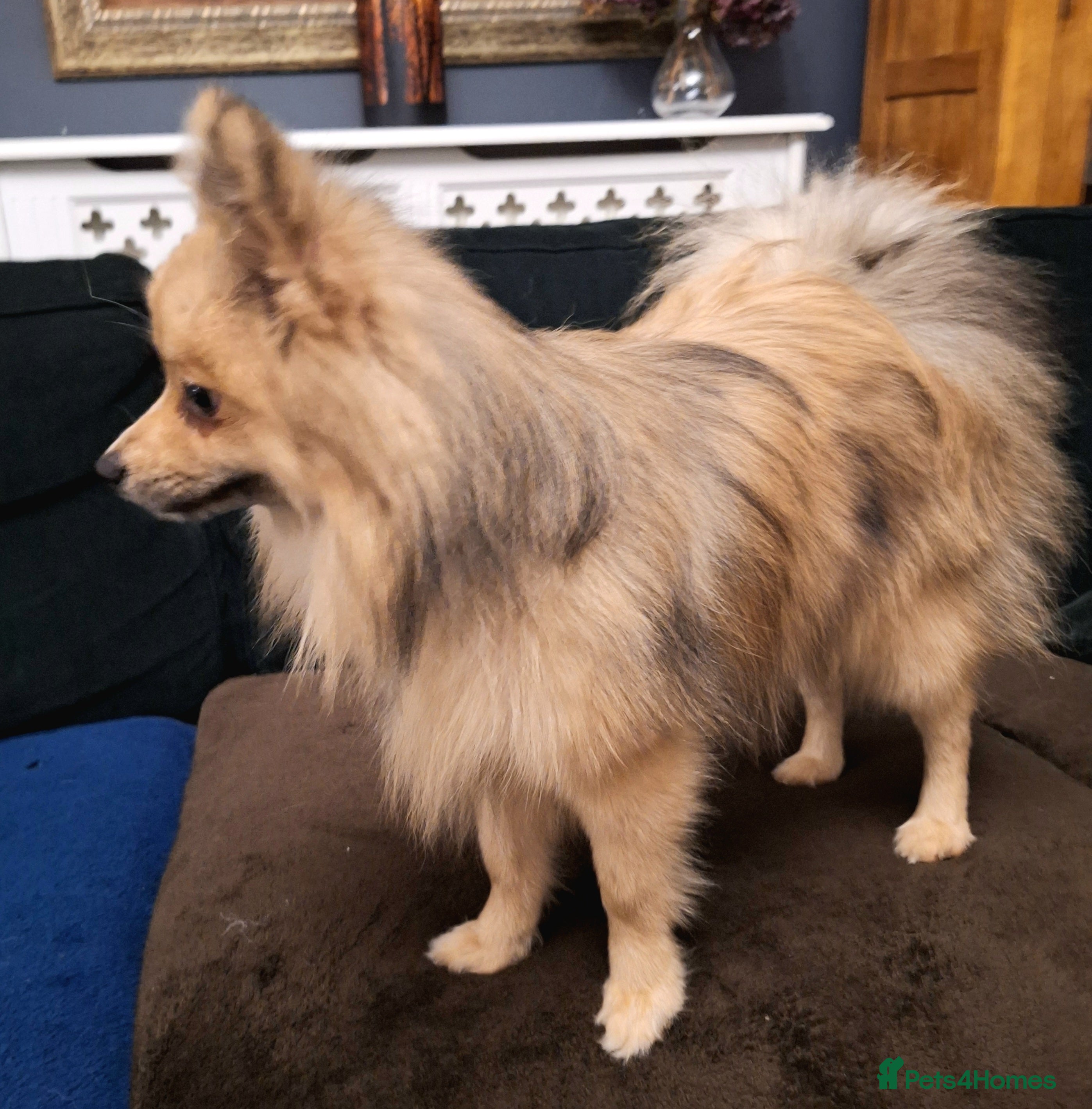 Pomeranian dogs Pomeranian Male - Advert 12