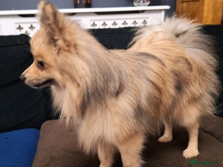 Pomeranian dogs Pomeranian Male - Advert 12