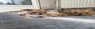 Chihuahua Puppy 7