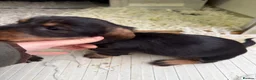 Dachshund dogs for sale: Wired Hair Dachshund Teckle Puppies - Advert 14