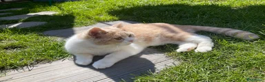 Leo is a British Shorthair 1