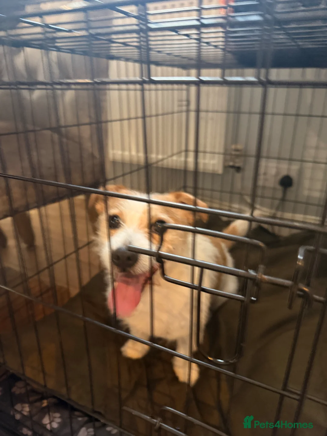 Jack Russell dogs for sale: 5 year old Jack Russell  in Stoke-on-Trent - Advert 2