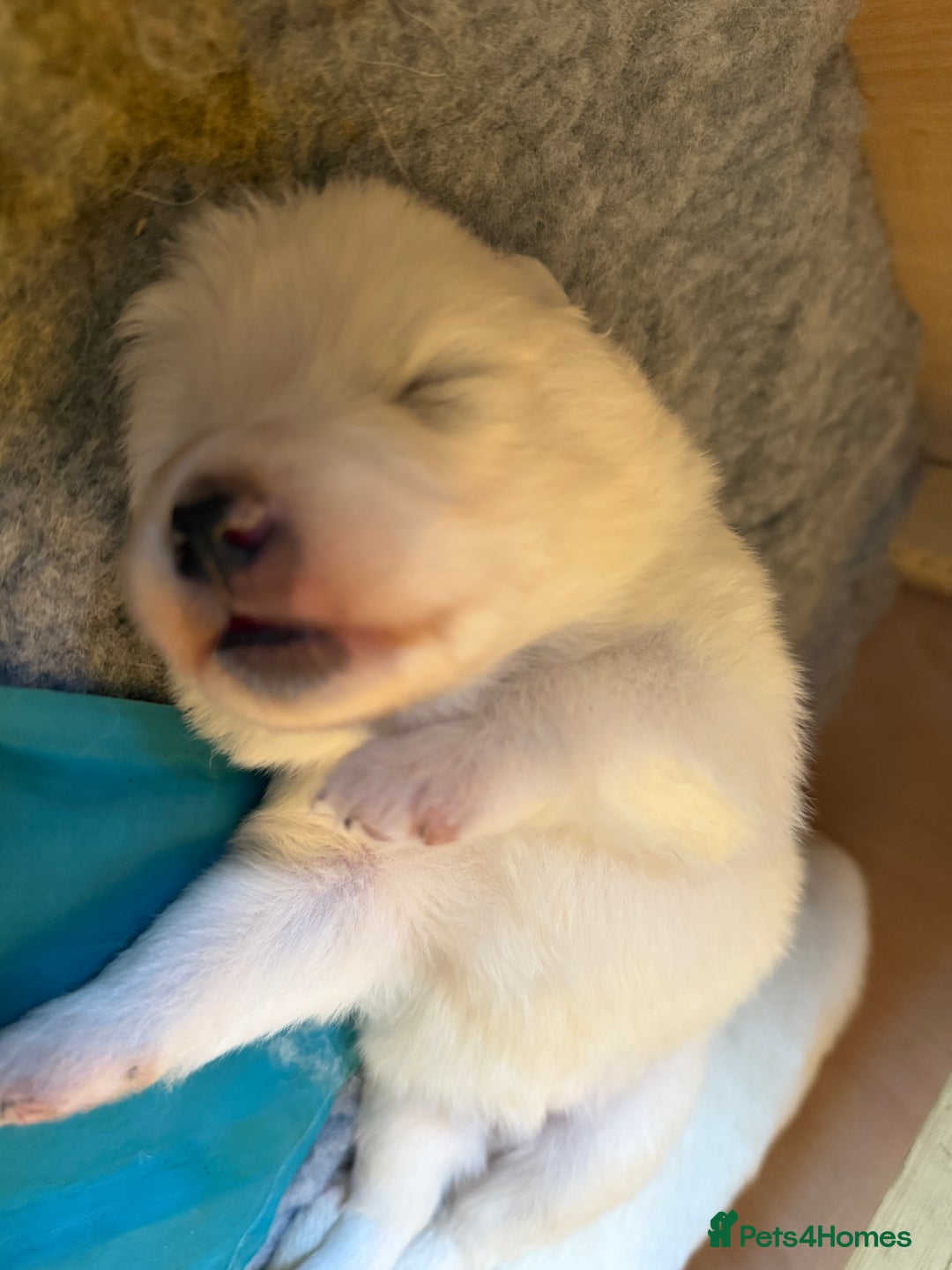 Samoyed dogs for sale: Gorgeous Samoyed Puppies  - Image 10