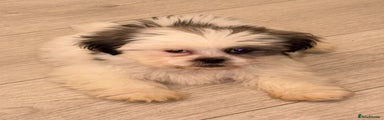 Shih Tzu Puppy 1