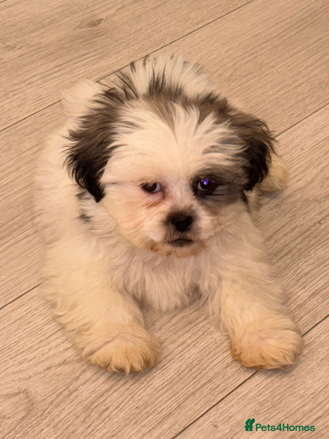 Shih Tzu dogs for sale: 4 beautiful shih tzu - Advert 15