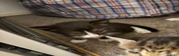 Domestic Shorthair cats for sale: domestic short hair kittens for sale  - Advert 7