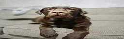 Labrador Retriever dogs for sale: Labrador Puppies Due Soon  - Advert 7