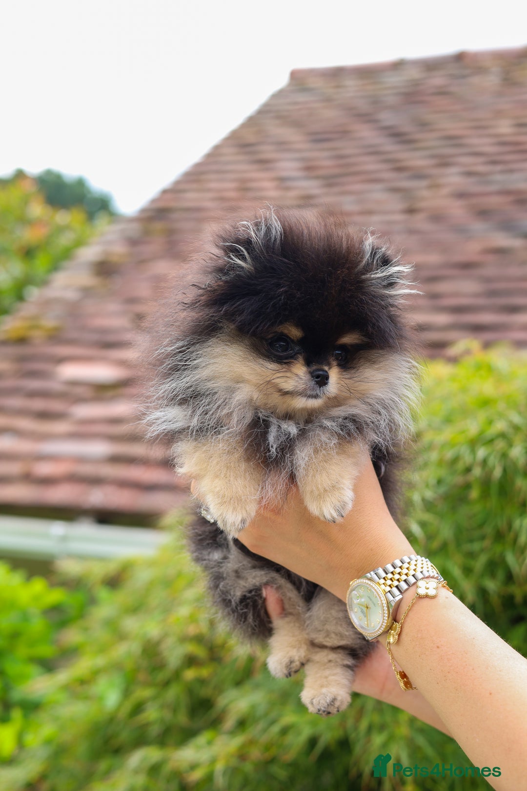 Pomeranian dogs for sale: Pomeranian Puppy 1 - TINY LAST BOY . BLUE SEGMENT EYE - Image 7