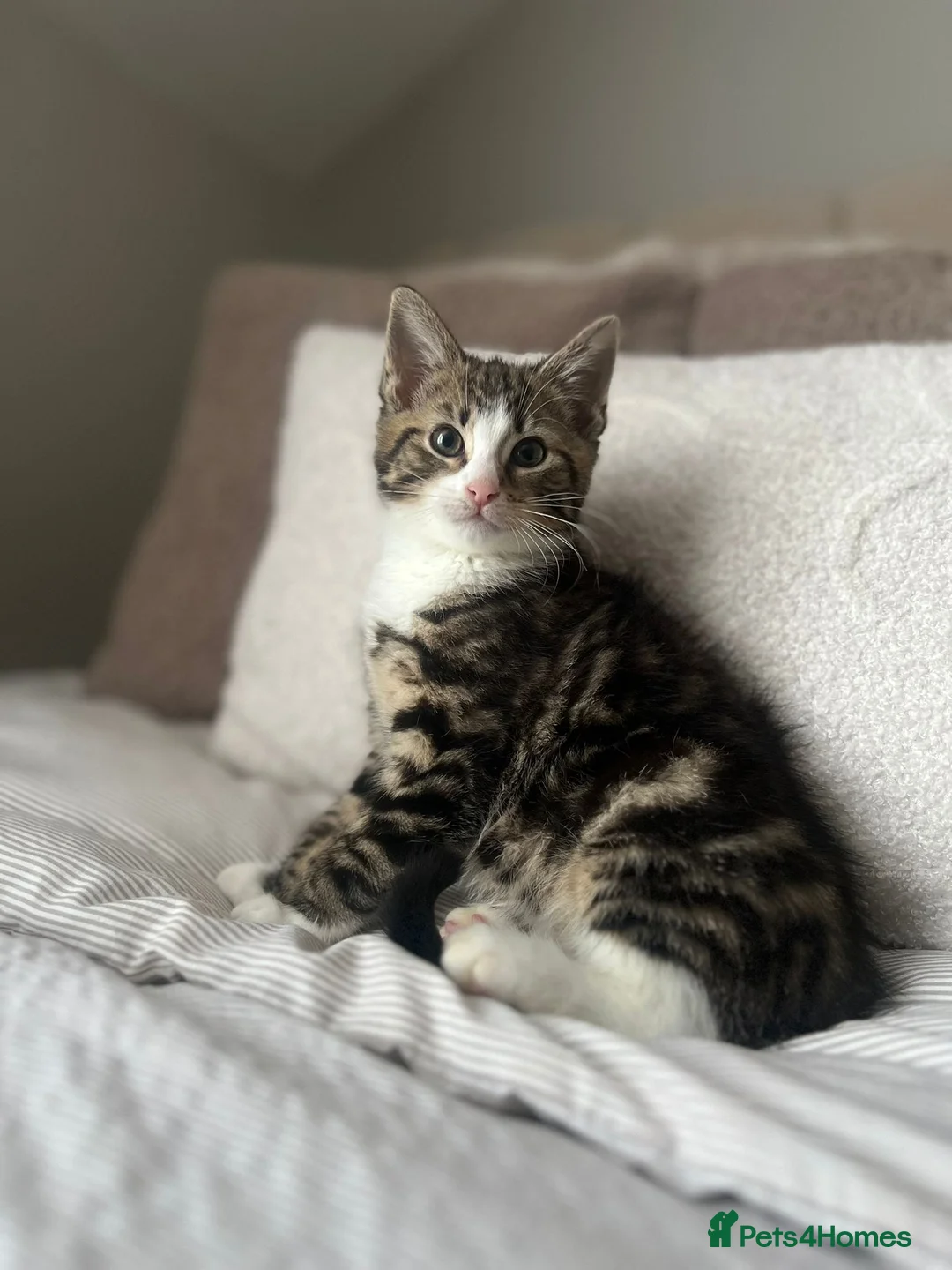 Mixed Breed cats for sale: Adorable Female Kitten in London - Advert 2