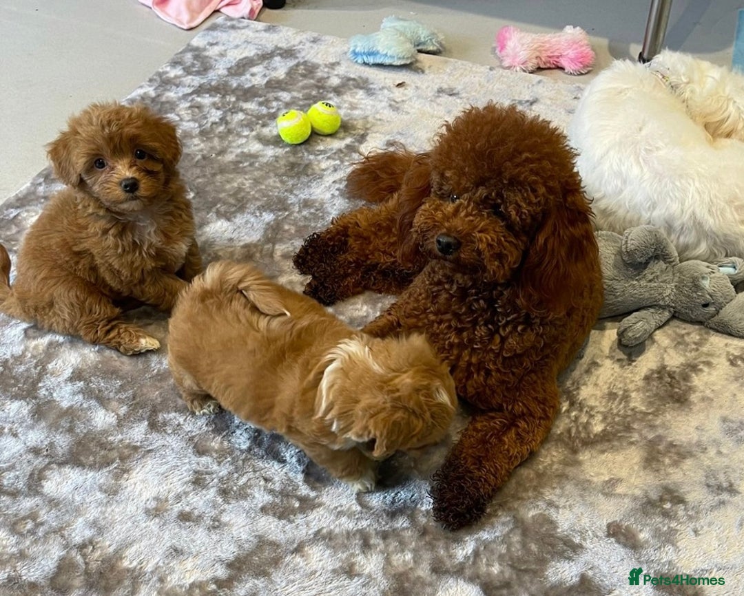 Cavapoo dogs for sale: Beautiful little girl.F1b fully DNA & health clear - Advert 10