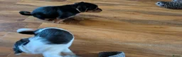 Jack Russell dogs for sale: Short legged jack Russell  - Advert 2