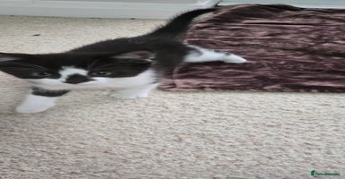 Mixed Breed cats - Advert 7