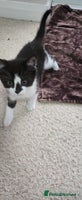Mixed Breed cats - Advert 12