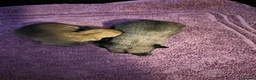 Chihuahua dogs for sale: Quality KC registered puppies  in Chatham - Advert 2