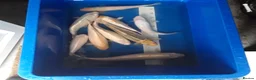 Koi Carp fish for sale: Young koi in Deeside - Advert 8