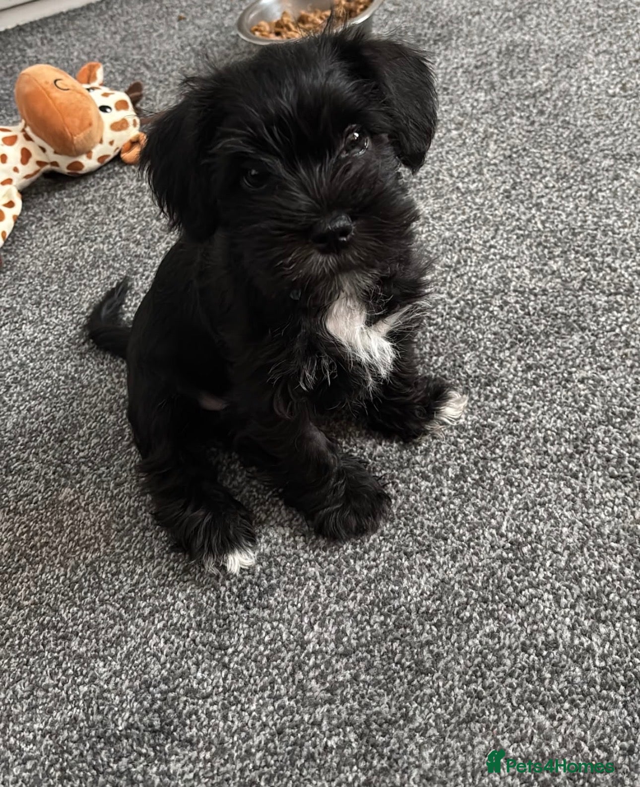 Mixed Breed dogs Schapso male puppy  - Advert 1