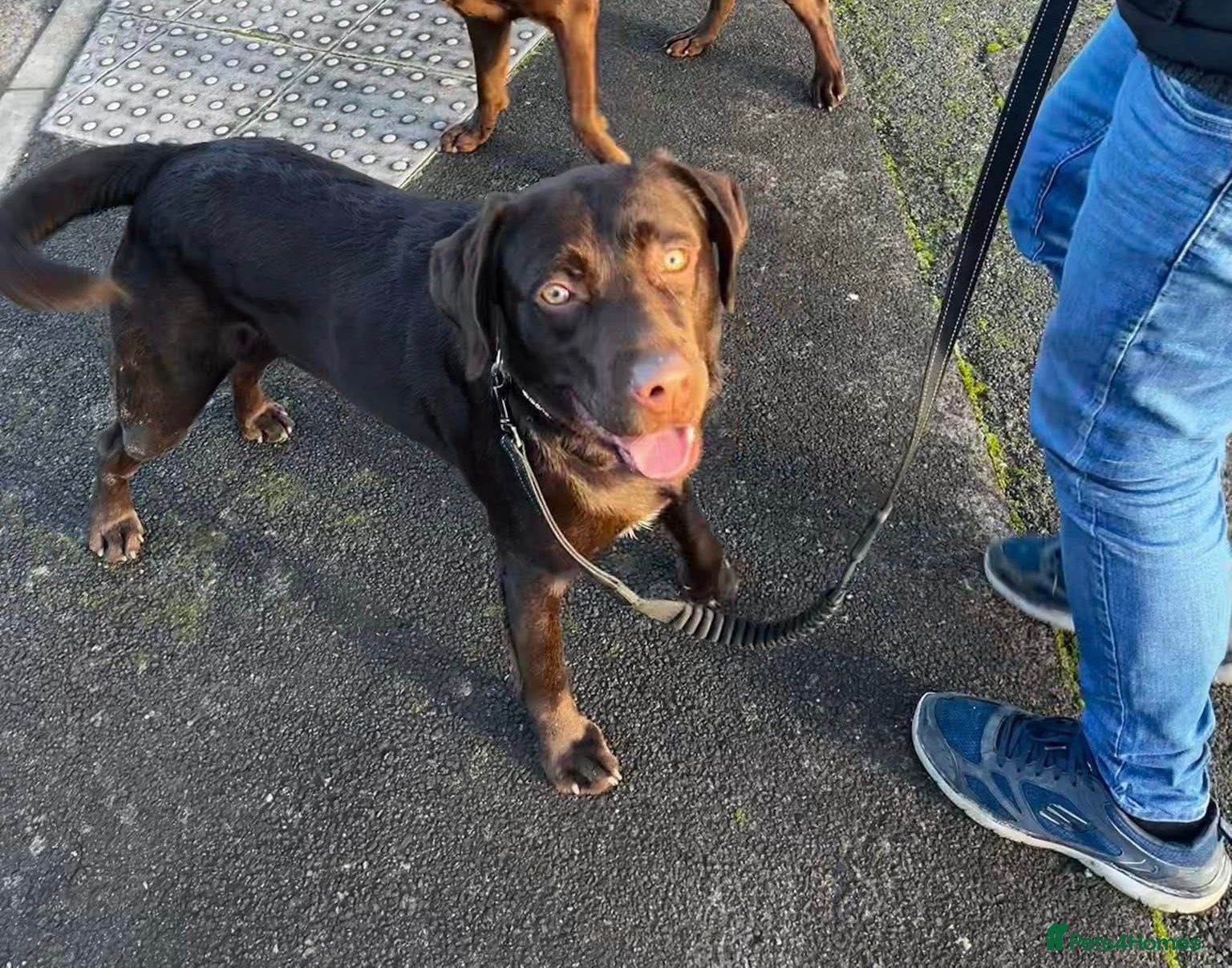 Labrador Retriever dogs Dark chocolate Lab looking for a family. - Advert 8