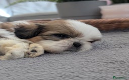 Shih Tzu dogs for sale: Beautiful Girl From Show Lines  - Image 5