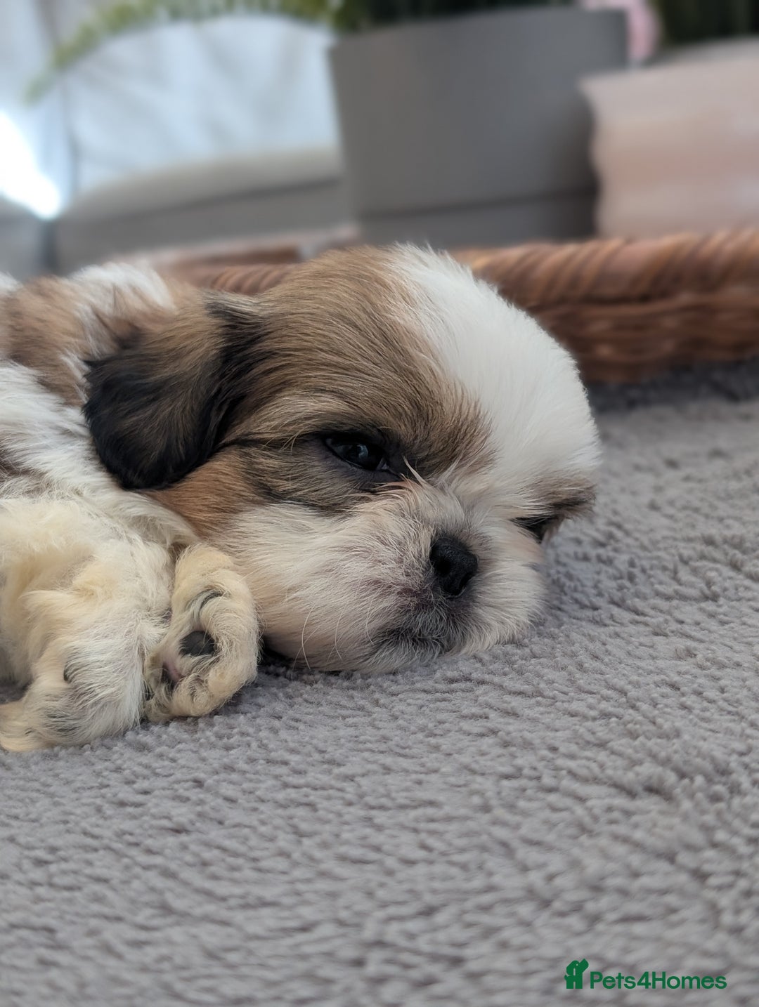 Shih Tzu dogs for sale: Beautiful Girl From Show Lines  - Image 5