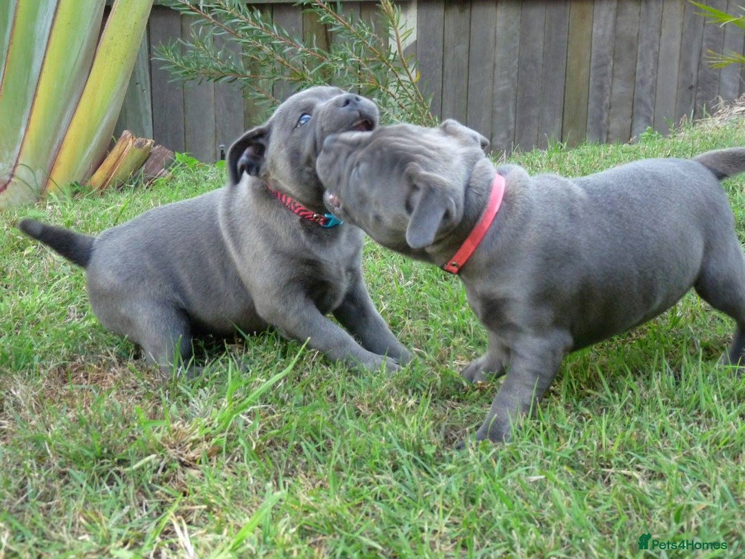 Staffordshire Bull Terrier dogs for sale: Staffordshire Bull Terrier Puppies for Sale - Advert 8