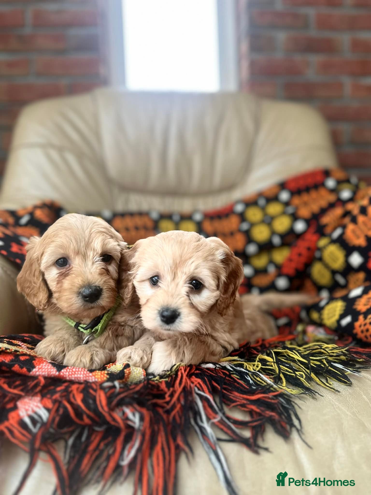 Cavapoochon dogs Stunning boys and girls - Advert 13