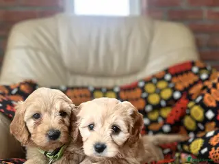 Cavapoochon dogs Stunning boys and girls - Advert 7