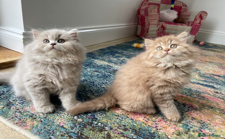 British Longhair cats - Advert 1