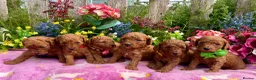 Miniature Poodle dogs for sale: Top Quality, Deep Red, KC Mini Poodles.  - Advert 8