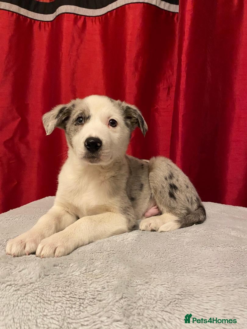 Border Collie dogs Border Collie Merle Puppy - Ready now - Advert 2