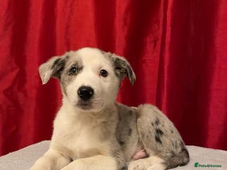 Border Collie dogs Border Collie Merle Puppy - Ready now - Advert 6