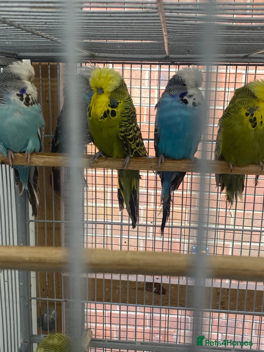 Budgerigars birds for sale: Exhibition Budgies  in Leicester - Advert 1