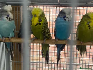 Budgerigars birds Exhibition Budgies - Advert 1