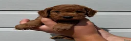 Cockapoo dogs for sale: Cockapoo puppies F1 (licensed breeder) - Advert 24