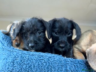 Dachshund dogs Wire haired dachshund puppies - Advert 5