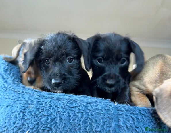 Dachshund dogs Wire haired dachshund puppies - Advert 5
