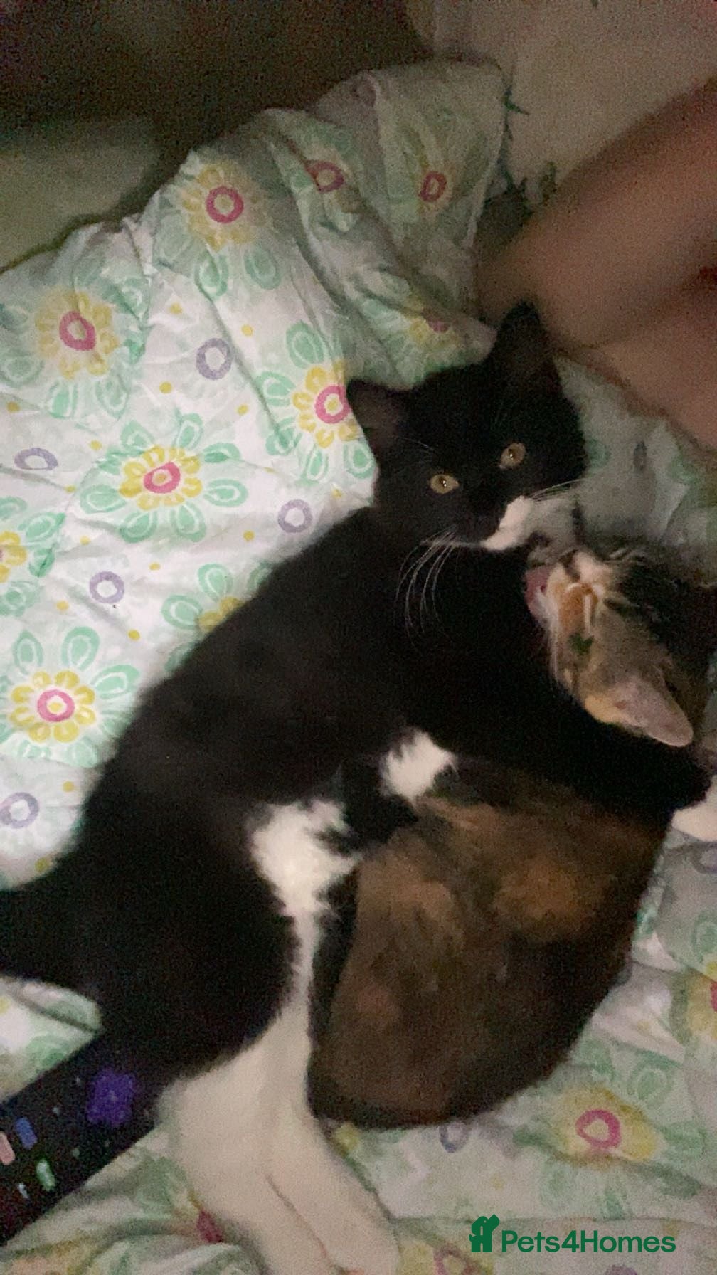 British Shorthair cats Black and white male - Advert 8